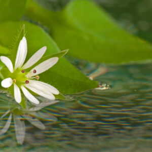 Deep Relaxation Meditation